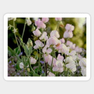 Sweet Peas Sticker